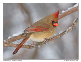 Cardinal rouge <br/> Northern cardinal