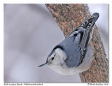 Sittelle  poitrine blanche <br/> White breasted nuthatch