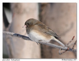 Junco ardois <br/> Dark eyed junco