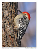 Pic  ventre roux <br> Red bellied woodpecker