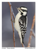Pic mineur <br> Downy woodpecker