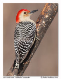 Pic  ventre roux - Red bellied woodpecker