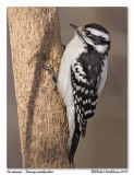 Pic mineur <br> Downy woodpecker