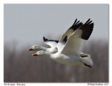 Oies des neiges <br> Snow geese