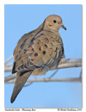 Tourterelle triste <br/> Mourning dove