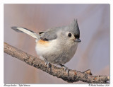 Msange bicolore <br/> Tufted titmouse