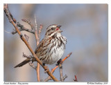 Bruant chanteur <br/> Song sparrow