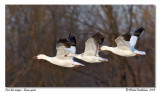 Oies des neiges <br> Snow geese