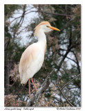 Hron garde-boeuf <br> Cattle egret