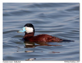 rismature rousse - Ruddy duck