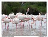 Flamants roses <br> Caribbean flamingos