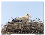Cigogne blanche <br> White stork