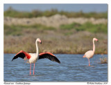Flamants roses <br> Caribbean flamingos