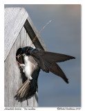 Hirondelle bicolore <br> Tree swallow