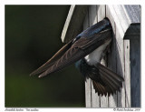 Hirondelle bicolore <br> Tree swallow