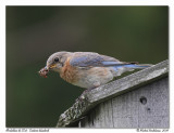 Merle bleu de lest <br/> Eastern bluebird