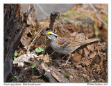 Bruant  gorge blanche <br/> White throated sparrow