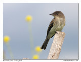 Moucherolle phbi <br/> Eastern phoebe