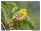 Paruline jaune <br> Yellow warbler