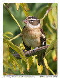 Cardinal  poitrine rose <br/> Rose breasted grosbeak