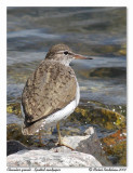 Chevalier grivel <br> Spotted sandpiper