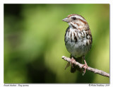 Bruant chanteur Song sparrow