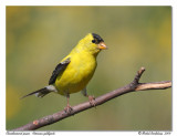 Chardonneret jaune <br/> American goldfinch