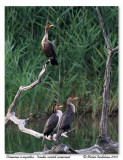 Cormoran  aigrettes <br/> Double crested cormorant