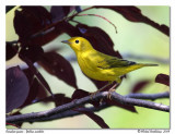 Paruline jaune <br/> Yellow warbler