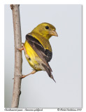 Chardonneret jaune <br> American goldfinch