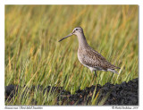 Bcassin roux <br> Short-billed Dowitcher