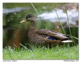 Canard colvert Mallard