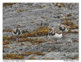 Tournepierre  collier <br> Ruddy Turnstone