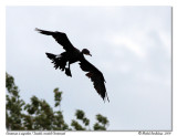 Cormoran  aigrettes <br/> Double-crested Cormorant
