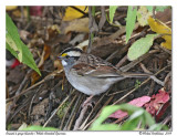 Bruant à gorge blanche White-throated Sparrow