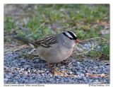 Bruant  couronne blanche<br/> White-crowned Sparrow