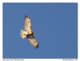 Buse  queue rousse <br/> Red-tailed Hawk