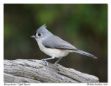 Msange bicolore <br> Tufted Titmouse