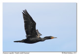Cormoran  aigrettes <br> Double-crested Cormorant