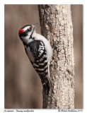 Pic mineur <br> Downy Woodpecker