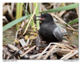 Guifette noire <br> Black tern