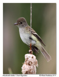 Moucherolle tchbec <br> Least Flycatcher