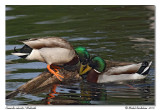 Canards colverts <br> Mallards