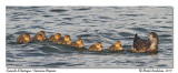 Canards dAmrique <br/> American Wigeons