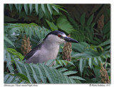 Bihoreau gris <br> Black crowned night heron