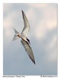 Sterne pierregarin <br/> Common Tern