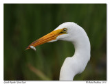 Grande Aigrette <br/> Great Egret