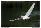 Grande aigrette <br> Great egret