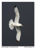 Mouette tridactyle <br> Black legged Kittiwake