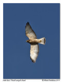 Petite Buse <br/> Broad-winged Hawk